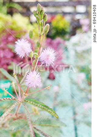 朝日を浴びて生き生きと成長している「オジギソウの花」水彩画風 69410408