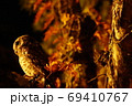 フクロウと秋夜の紅葉 69410767