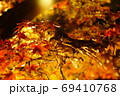 フクロウと秋夜の紅葉 69410768