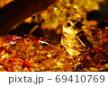 フクロウと秋夜の紅葉 69410769