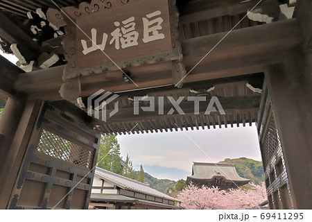 歴史ある建長寺入り口の総門から臨む、色鮮やかな桜の花に囲まれた山門の眺め 69411295