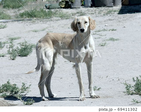 Kazakh greyhound Tazi on a ground 69411302