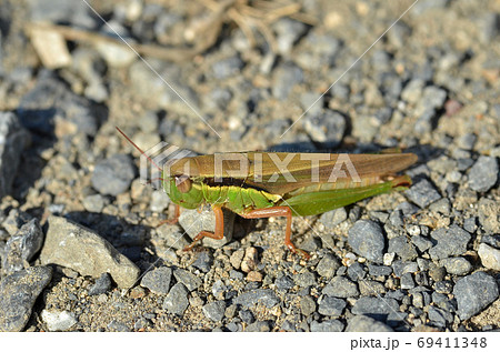 道端のバッタ 昆虫 虫 飛ぶ ジャンプの写真素材