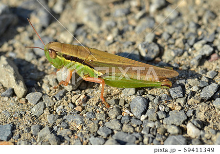 道端のバッタ 昆虫 虫 飛ぶ ジャンプの写真素材