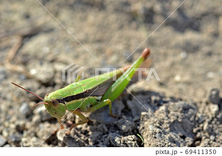 道端のバッタ 昆虫 虫 飛ぶ ジャンプの写真素材