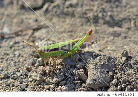 道端のバッタ 昆虫 虫 飛ぶ ジャンプの写真素材