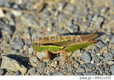 道端のバッタ 昆虫 虫 飛ぶ ジャンプの写真素材