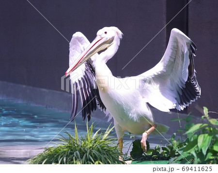 可愛いモモイロペリカン 69411625