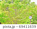 公園にある初夏の緑豊かな木立と、お昼前の時刻を指している丸い時計 69411639