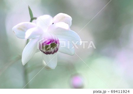 木漏れ日に微笑む蓮華升麻 木漏れ日に微笑む蓮華升麻 69411924