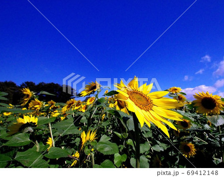 パレットの丘のひまわり 69412148