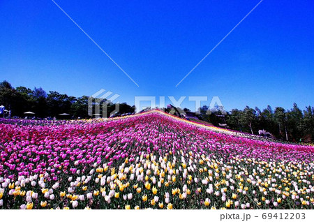 滝野すずら公園のチューリップ畑 69412203