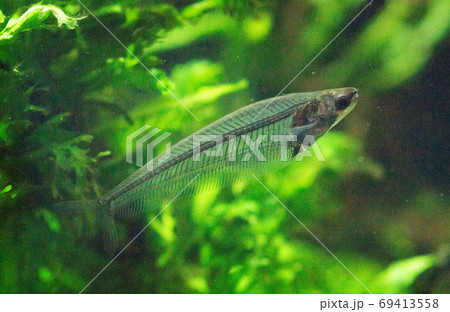 熱帯魚 69413558