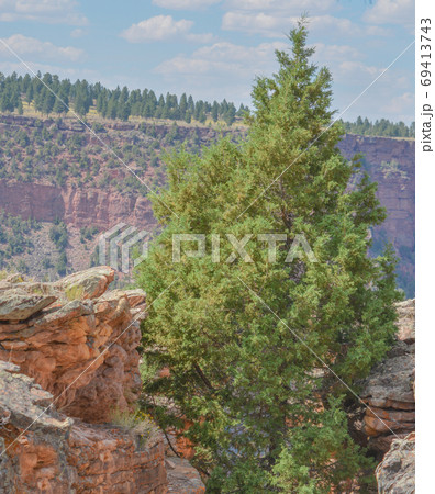A Ponderosa Pine Tree growing in a ravine on the edge of the Flaming Gorge National Recreation Area in Utah. A Ponderosa Pine Tree growing in a ravine on the edge of the Flaming Gorge National Recreation Area in Utah. 69413743
