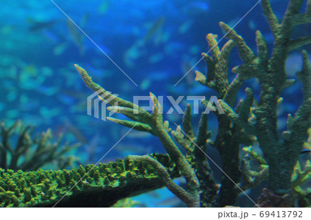 水槽の中の珊瑚と魚たち 69413792
