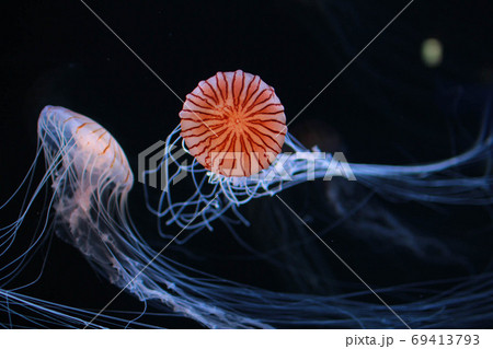 水族館で自由に泳ぐアカクラゲ 水族館で自由に泳ぐアカクラゲ 69413793