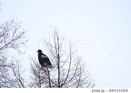 大鷲（オオワシ） 69414369