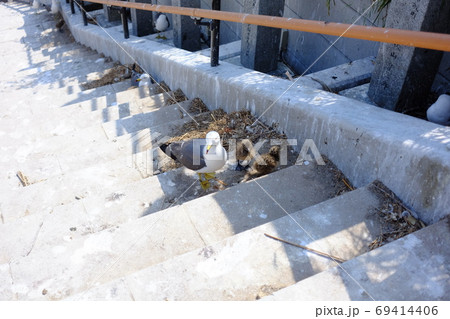 ウミネコの雛と親鳥 69414406