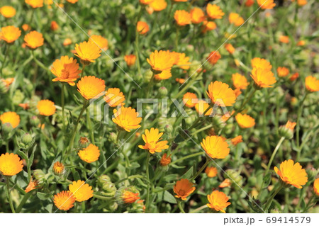 カレンデュラの花の写真素材