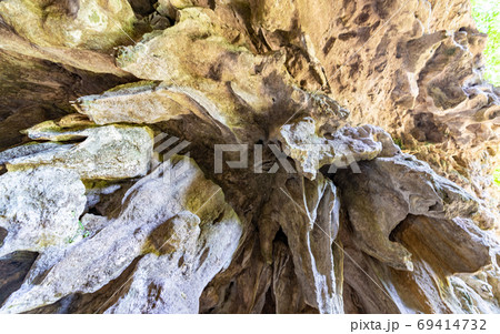 沖縄・ガンガラ―の谷の岩と植物 沖縄・ガンガラ―の谷の岩と植物 69414732