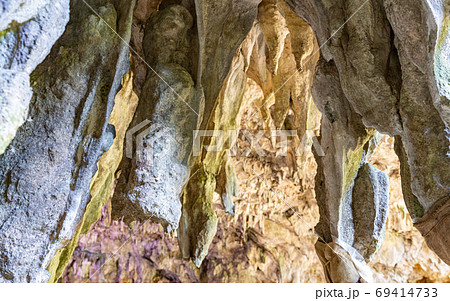 沖縄・ガンガラ―の谷の岩と植物 沖縄・ガンガラ―の谷の岩と植物 69414733