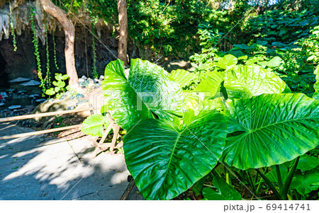 沖縄・ガンガラ―の谷の岩と植物 69414741