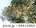 Asian tree branch jida with ripe fruits 69414864