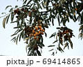 Asian tree branch jida with ripe fruits 69414865