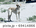 Kazakh greyhound Tazi on a ground photo 69414866