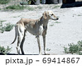 Kazakh greyhound Tazi on a ground photo 69414867