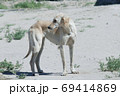 Kazakh greyhound Tazi on a ground photo 69414869