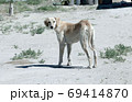 Kazakh greyhound Tazi on a ground photo 69414870