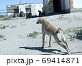 Kazakh greyhound Tazi on a ground photo 69414871