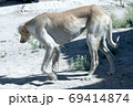 Kazakh greyhound Tazi on a ground photo 69414874