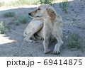 Kazakh greyhound Tazi on a ground photo 69414875