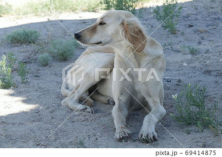 Kazakh greyhound Tazi on a ground photo Kazakh greyhound Tazi on a ground photo 69414875
