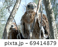 buzzard chicks in the nest 69414879