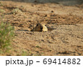 prairie dog peeking out of burrow 69414882