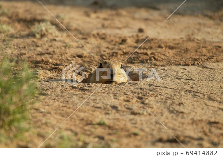 prairie dog peeking out of burrow 69414882