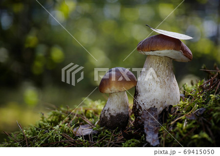 Beautiful Boletus edilus mushrooms in forest. White Boletus mushrooms in green moss. 69415050