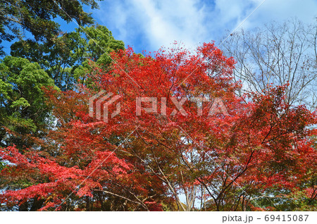 ≪京都　亀岡　出雲大神宮の紅葉　明智光秀ゆかりの地≫　京都府亀岡市　御影山城跡 69415087