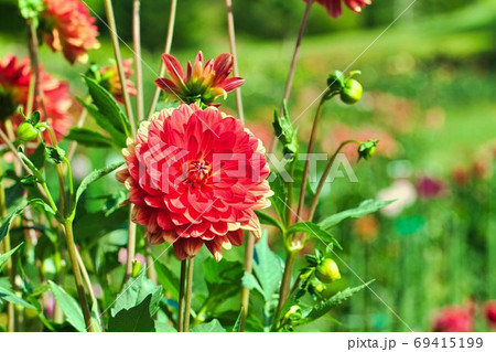 初秋ダリア 初秋ダリア 69415199