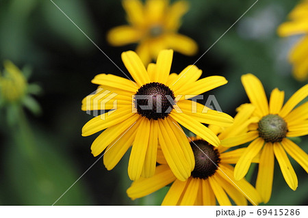 夏の花壇に咲くルドベキアの黄色い花の写真素材