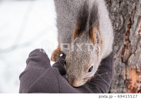 Squirrel eats nut from a man's hand in winter 69415527