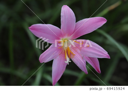 夏の花壇に咲くゼフィランサスのピンクの花の写真素材