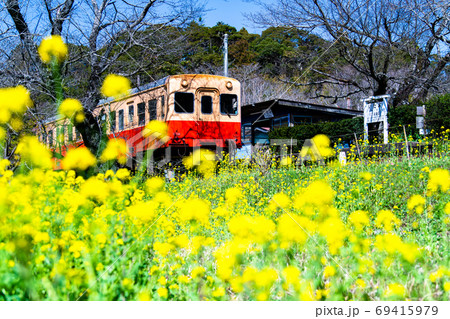 千葉県 小湊鉄道 飯給駅前の菜の花畑の写真素材