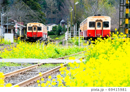 千葉県 小湊鉄道 里見駅構内の菜の花の写真素材