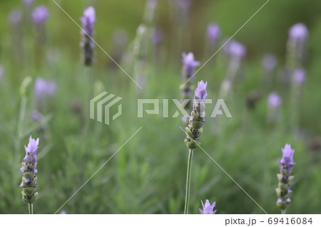 夏の野原に咲くラベンダーの紫の花の写真素材