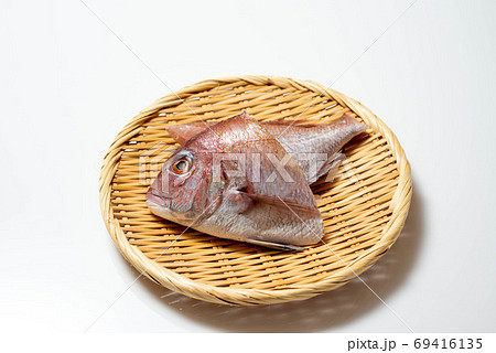 新鮮魚介　鯛 69416135
