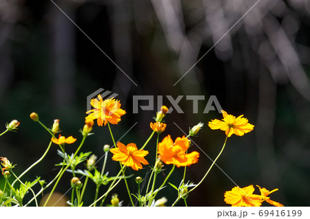 小川町　二十二夜塔　キバナコスモス 69416199